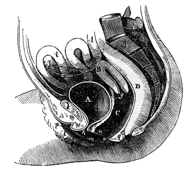 side view
of the Female Pelvis