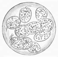 Illustration: T�nia echinococcus, from pig
