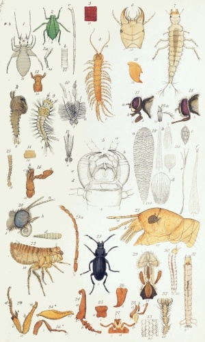 Plate X.

W Bagg sculp

London: John Van Voorst.