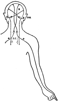 DIAGRAM OF NERVE PATHWAYS

B, brain; S. C., spinal cord