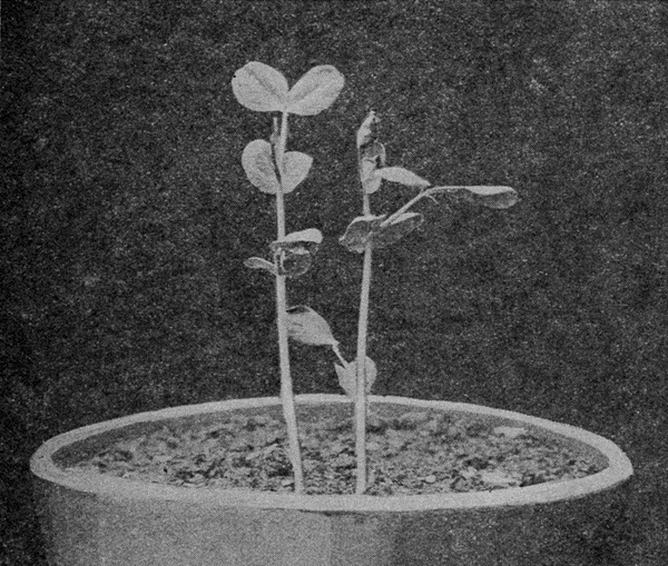 THE
PEASE TWO WEEKS OLD