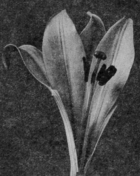 close up
view of a lily