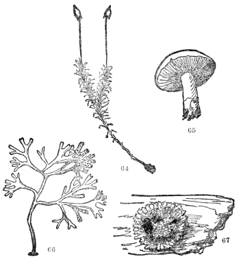 FIG. 64-67.&mdash;TYPES OF FLOWERLESS PLANTS

Fig. 64. A moss plant. Fig. 65. A mushroom, a common type of the fungi,
which include also puffballs, molds, and many disease-causing
microscopic organisms. Fig. 66. A common seaweed, a representative of
the algæ, which include the green scum on the top of ponds, and the kelp
from which fertilizer is now being made. Fig. 67. A lichen, a common
cryptogamous plant on logs and rocks. Our native kinds are usually
grayish-green in color.