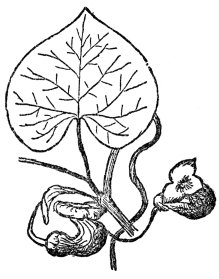FIG. 71.&mdash;THE DUTCHMAN’S-PIPE

A vine producing evil-smelling flowers, which trap insects sometimes for
days, thus insuring cross-fertilization.