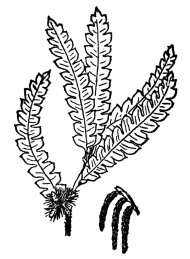 FIG. 94.&mdash;SWEET FERN

(Comptonia peregrina) belonging to the Myricaceæ.

These are usually aromatic, always woody plants, of which several
species besides sweet fern grow in the United States.