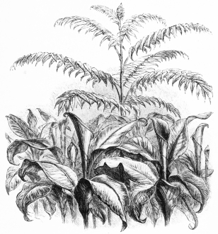 Image not available: AILANTUS AND CANNAS

Suggesting the effects to be obtained from young and vigorous specimens
of hardy fine-leaved trees.