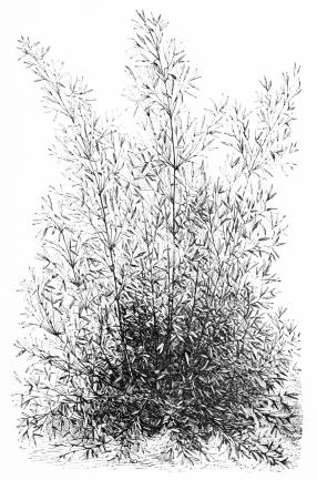 Image not available: BAMBUSA AUREA.

Thriving in warm and mild southern districts.