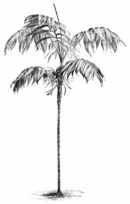 Image not available: CHAMÆDOREA.

Slender Palm Type; for placing amidst groups of dwarfer subjects during
the summer months.