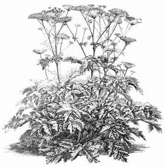 Image not available: HERACLEUM

Coarse herbaceous Type; foliage perishing late in summer.