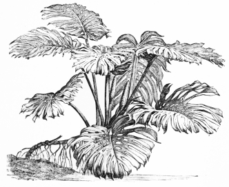 Image not available: MONSTERA DELICIOSA

Tender Section; stands well in the open air in summer in warm and
sheltered spots.