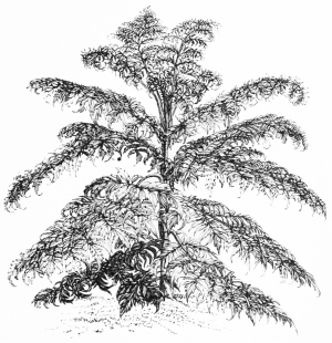 Image not available: RHUS GLABRA LACINIATA.

Hardy deciduous Shrub Section.