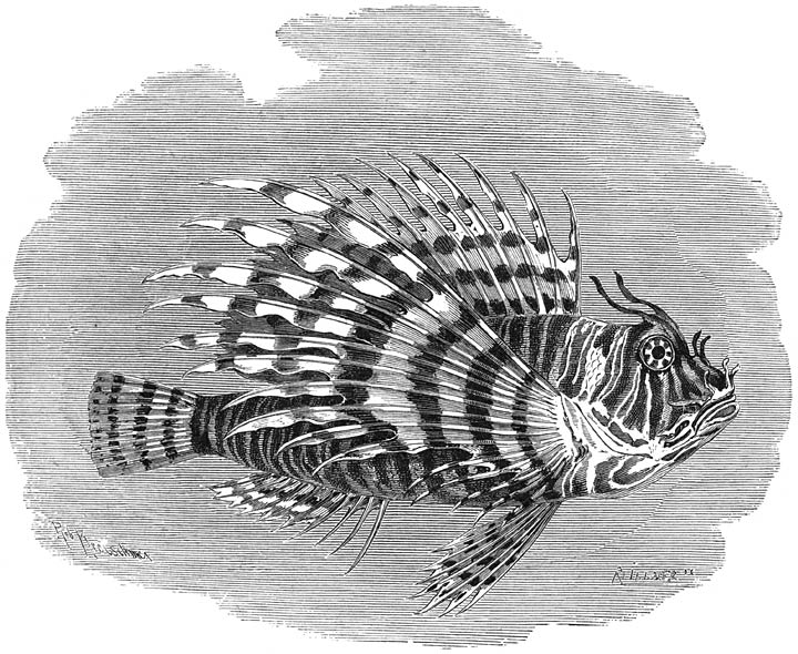 Kalkoenvisch (Pterois volitans). &frac12; v. d. ware grootte.