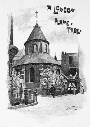 A London
Plane-Tree