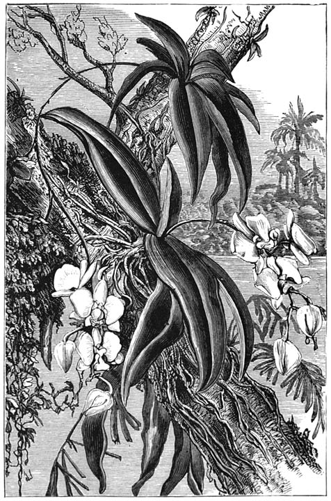 GREATER MOTH ORCHID (PHAL�NOPSIS) AT HOME.