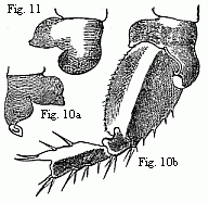Fig. 10. Coxal lamella of
the penultimate pair of feet of the male (a), and coxal lamella, with the three
following joints of the same pair of feet of the female (b) of Melita Messalina, magnified.
Fig. 11. Coxal lamella of the same pair of feet of the female of M. insatiabilis.