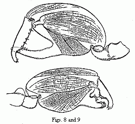 Figs. 8 and 9. The two forms of the chel&aelig; of the male of Orchestia Darwinii, magnified.