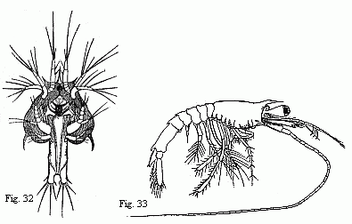 Fig. 32. Youngest (observed) Zo&euml;a of another Prawn. The minute buds of the third pair of maxillipedes are visible. The formation of the abdominal segments has commenced. Paired eyes still wanting. Magnified. Fig. 33. Older larva produced from the Zo&euml;a represented in Fig. 32. The last segment and the last two pairs of feet of the middle-body are wanting. Magnified.