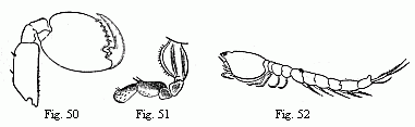 Fig. 50. Foot of the second pair ('second pair of gnathopoda') of the male of Orchestia Tucurauna, magnified. Fig. 51. Foot of the second pair ('second pair of gnathopoda') of the female of Orchestia Tucurauna, magnified. Fig. 52. Male of a Bodotria, magnified. Note the long inferior antenn&aelig;, which are closely applied to the body, and of which the apex is visible beneath the caudal appendages.