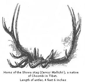 Horns of the Showa
stag (Cervus Wallichii), a native of Choombi in Tibet.