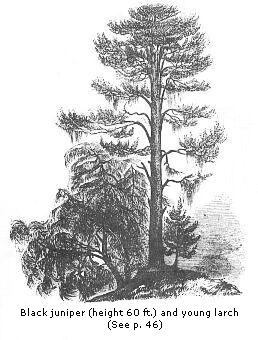 Black juniper and
young larch