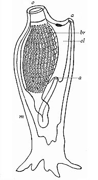 Fig.220. Organisation
of an Ascidia (left view).