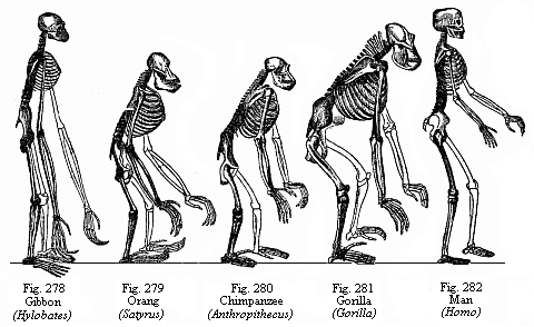 Figs. 278 to 282.
Skeletons of a man and the four anthropoid apes. Fig. 278. Gibbon (Hylobates).
Fig. 279. Orang (Satyrus). Fig. 280. Chimpanzee (Anthropithecus). Fig. 281.
Gorilla (Gorilla). Fig. 282. Man (Homo).