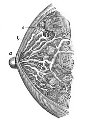 Fig.287. The female
breast (mamma) in vertical section.