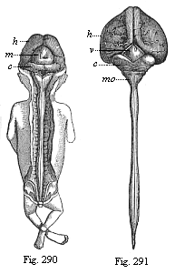 CaFig.290. Human embryo,
three months old, from the dorsal side: brain and spinal cord exposed. Fig.
291. Central marrow of a human embryo, four months old, from the back.nyon