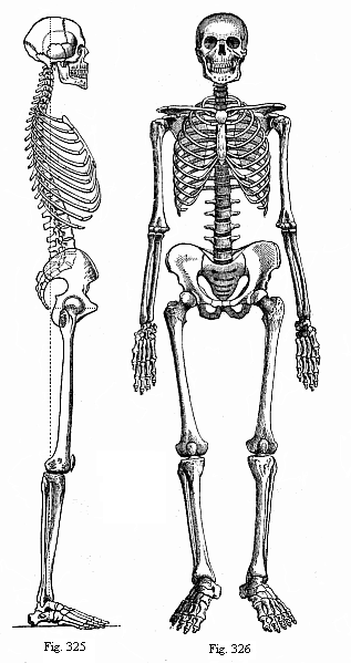 Fig.325. The human
skeleton from the right. Fig. 326. The human skeleton. Front.