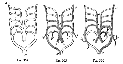Fig.364. The five
arterial arches of the Craniotes (1 to 5) in their original disposition. Fig.
365. The five arterial arches of the birds; the lighter parts of the structure
disappear; only the shaded parts remain. Fig. 366. The five arterial arches of
mammals.
