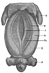 Fig.388. Pig-embryo, three-fifths of an inch
long, seen from the ventral side.