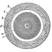 Fig.68. Stem-cell of the mammal ovum (from the
rabbit). Fig. 69. Incipient cleavage of the mammal ovum (from the rabbit). Fig.
70. The first four segmentation-cells of the mammal ovum (from the rabbit).
Fig. 71. Mammal ovum with eight segmentation-cells (from the rabbit).