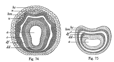 Figs. 74 and 75. Diagram of the four secondary
terminal layers.