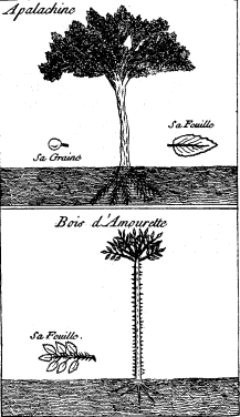 TOP: Cassine or Yapon&mdash;BOTTOM: Tooth-ache Tree or
Prickly Ash