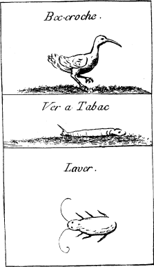 TOP: White Ibis&mdash;MIDDLE: Tobacco Worm&mdash;BOTTOM: Cock
Roach